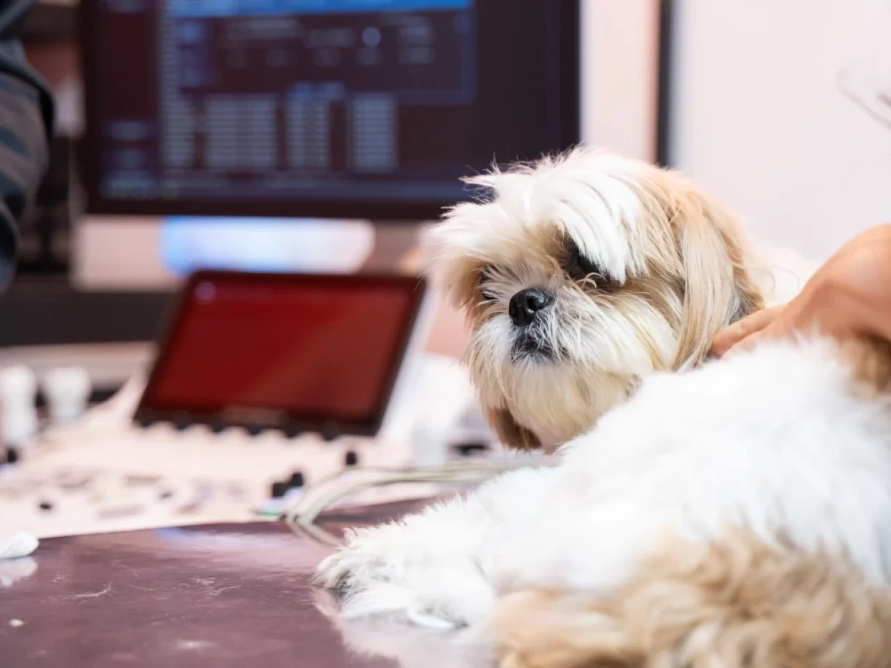 4 Sintomas de Problemas Cardíacos Quase Imperceptíveis em Cães e Gatos